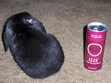 Lola, when we first brought her home. She liked to knock over empty cans with her nose; I think it made her feel authoritative. 